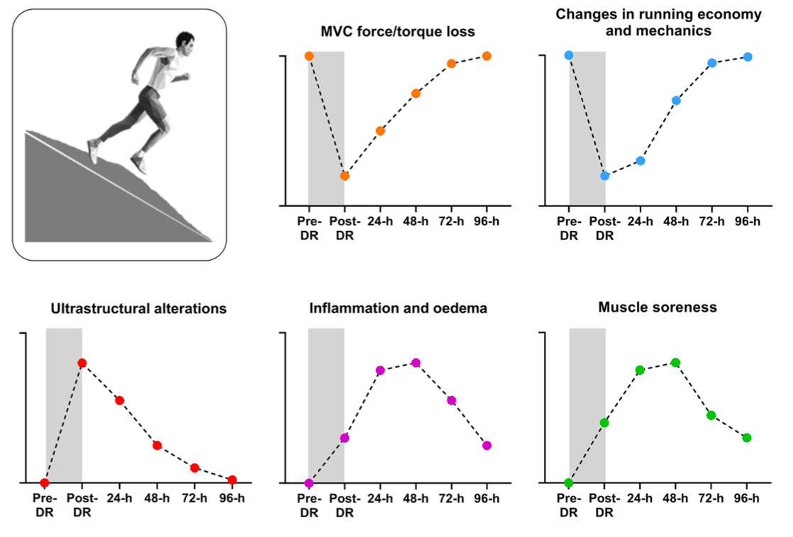 Synthèse des cinq mécanismes physiologiques du dommage musculaire en descente
