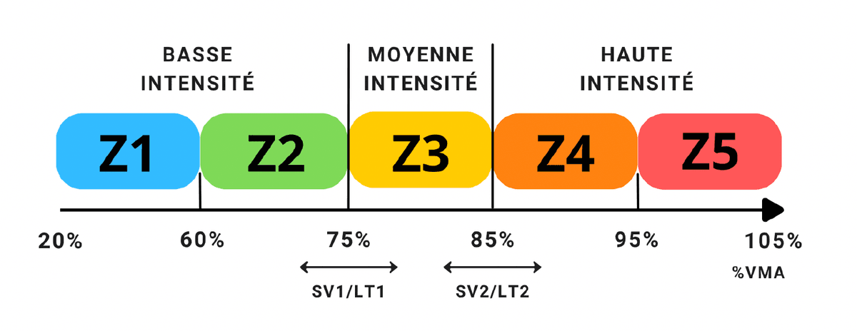 Modèle 5 zones d'entraînement avec pourcentages de VMA et positionnement de SV1/LT1 et SV2/LT2